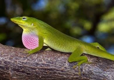 200 Lizards Seized at Tokyo Airport