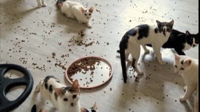 Syrian refugee's 100-cat farm in Mersin causes anger