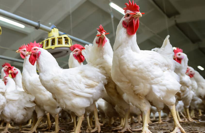 Agriculture Minister permits live poultry imports due to high prices