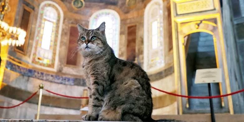Turkey man detained for praying in mosque after kicking cat