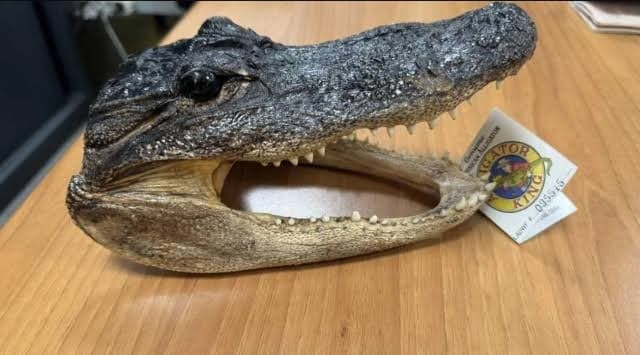 Crocodile Head Discovered in Passenger Bag in Italy