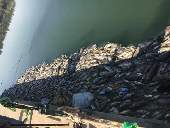 Fish die-off raises environmental concerns
