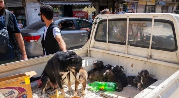 Stray Dog Spread in Al-Tal Prompts Removal Campaign