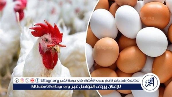 Egypt Achieves Egg Self-Sufficiency