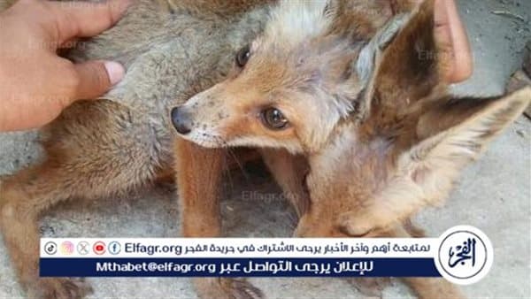 تحذيرات من تربية الحيوانات البرية في المنازل