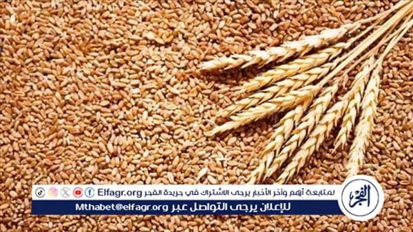 مصر تسعى للاكتفاء بالقمح مع البحوث الزراعية