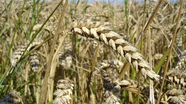 FAO explains Egypt's wheat dominance