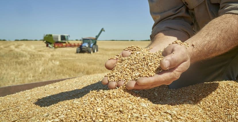Tunisie Telegraph: Why Did Sheaves Come Out Empty Despite the Rainy Season? Scientific and Agricultural Debate on Grain Yield Decline in Tunisia