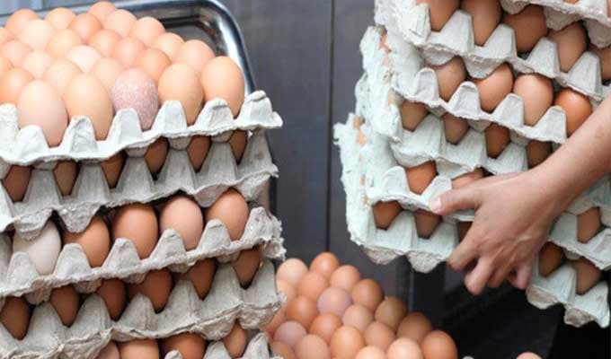 Tunisia's egg industry faces collapse
