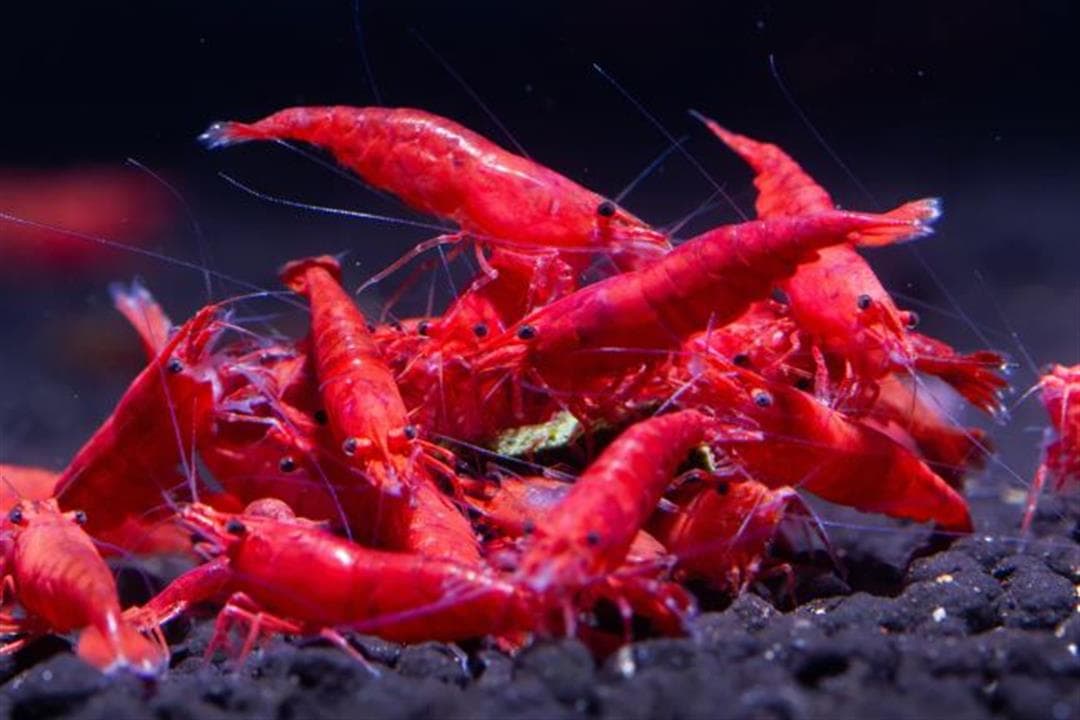 Tunisie Telegraph: Ministry of Agriculture Reveals Details of Red Shrimp Export Crisis