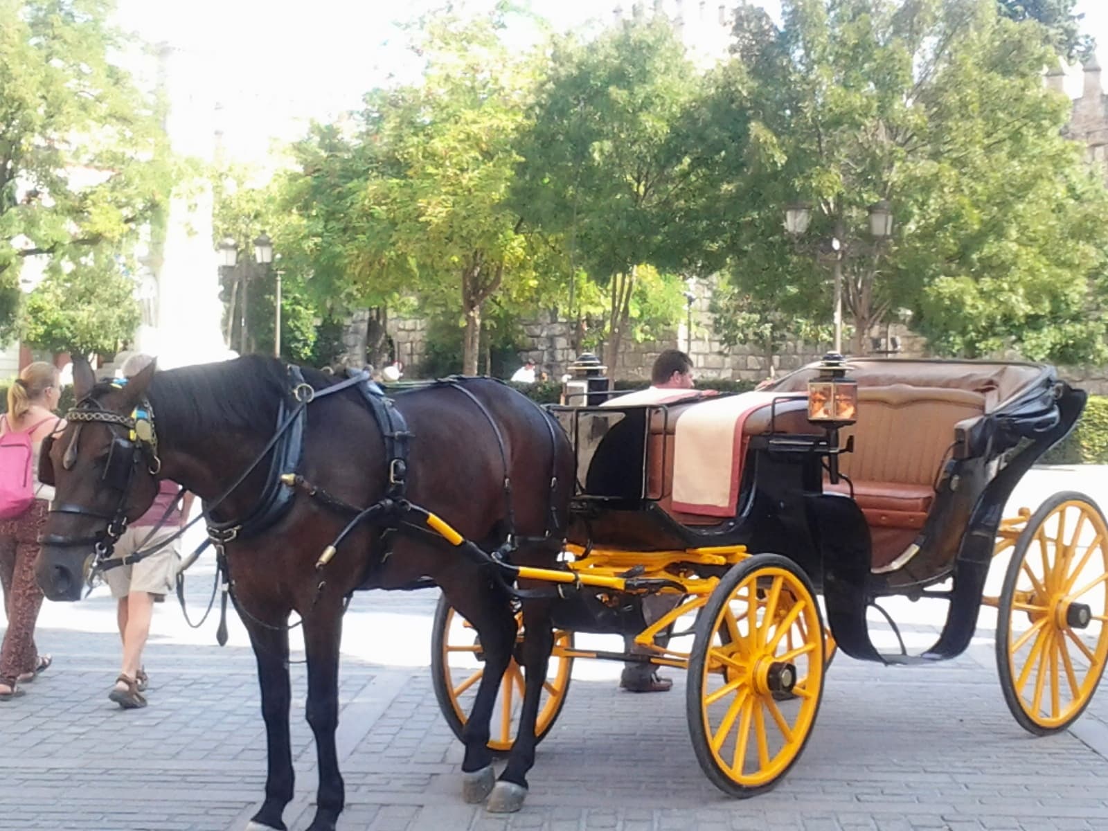 Tunisia Horse Incident Causes Fatality