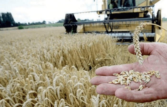 Tunisie Telegraph: Grain Output Falls but Collection Data Mask True Harvest