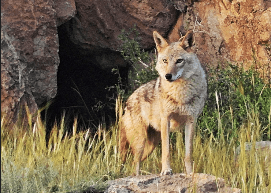Tunisia Golden Wolf Targeted by Decision