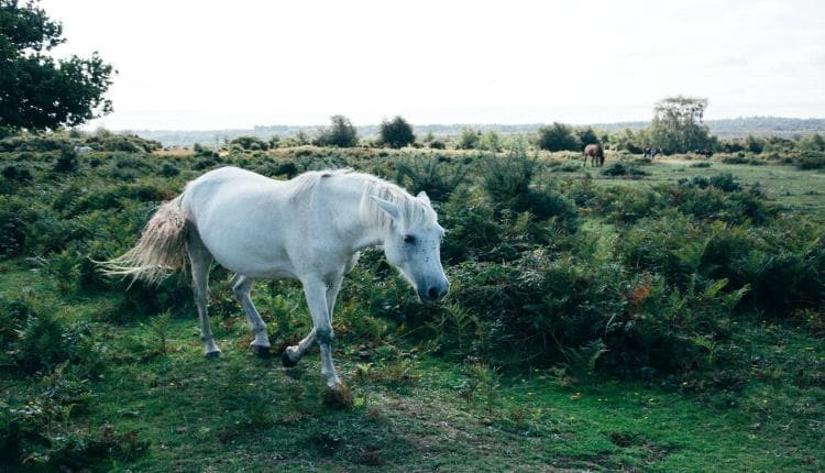 White Horse Dream Interpretation by Ibn Sirin