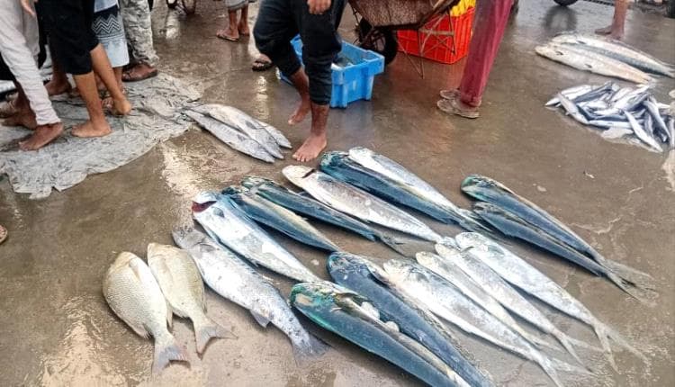 Aden News: Dokiar Center Aims to Improve Merchant and Citizen Services Amid Rising Fish Prices