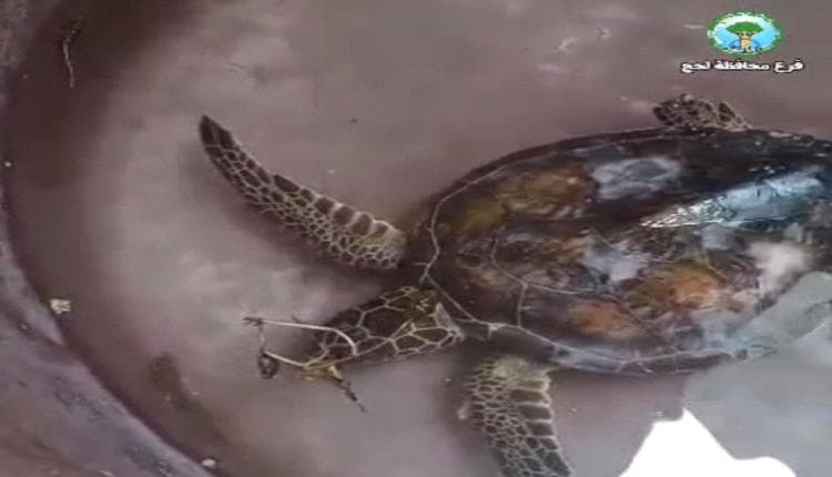 Yemen: Green Turtle Rehabilitated