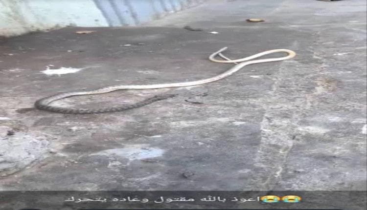 سكان عدن يقتلون ثعباناً كبيراً ويطالبون بحملة تنظيف