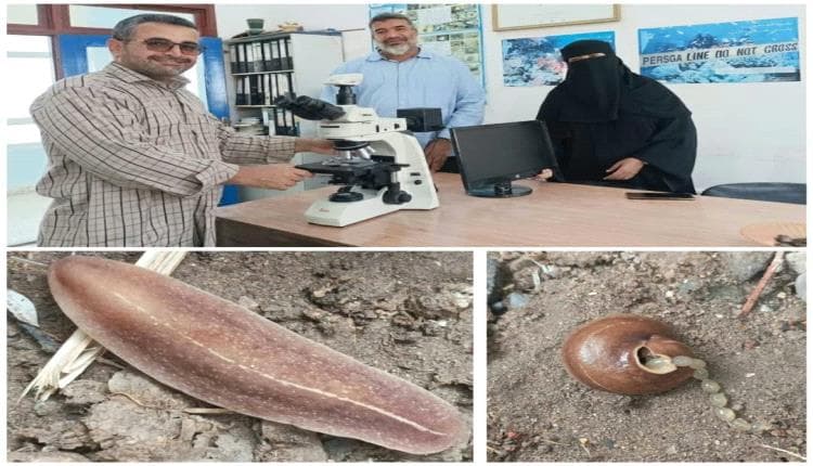 باحثون من عدن يلاحقون نوعًا غازيًا من الرخويات في أبين