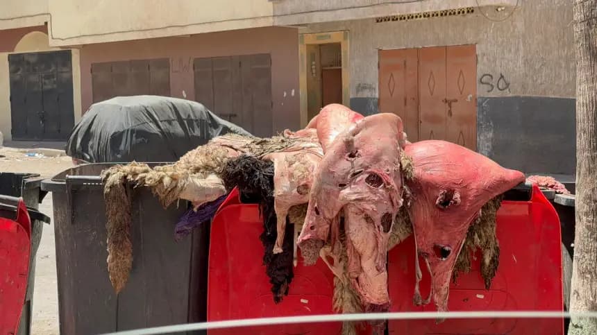 Animal hides fill Sétat streets amid heat