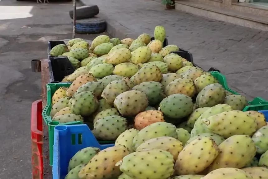 Trader warns that the Hindiyya marketing season is experiencing an unprecedented slowdown amid poor harvest and high prices