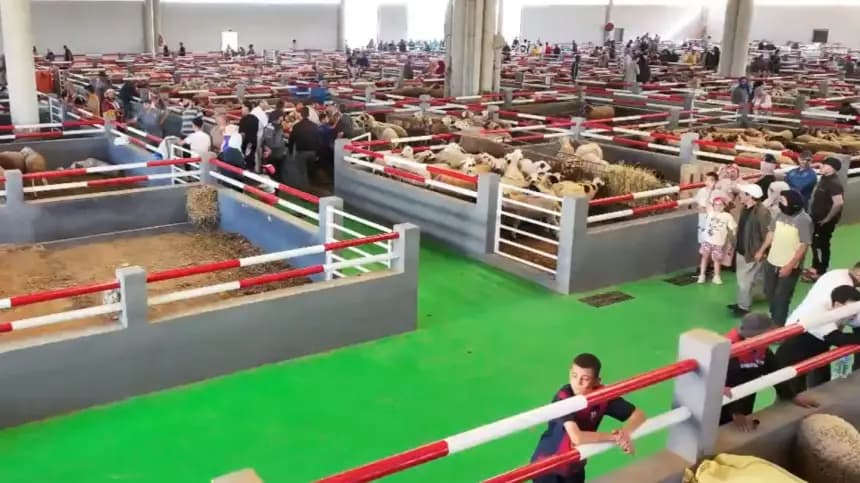 سوق الأغنام في العيون يشهد إقبال وتنوع