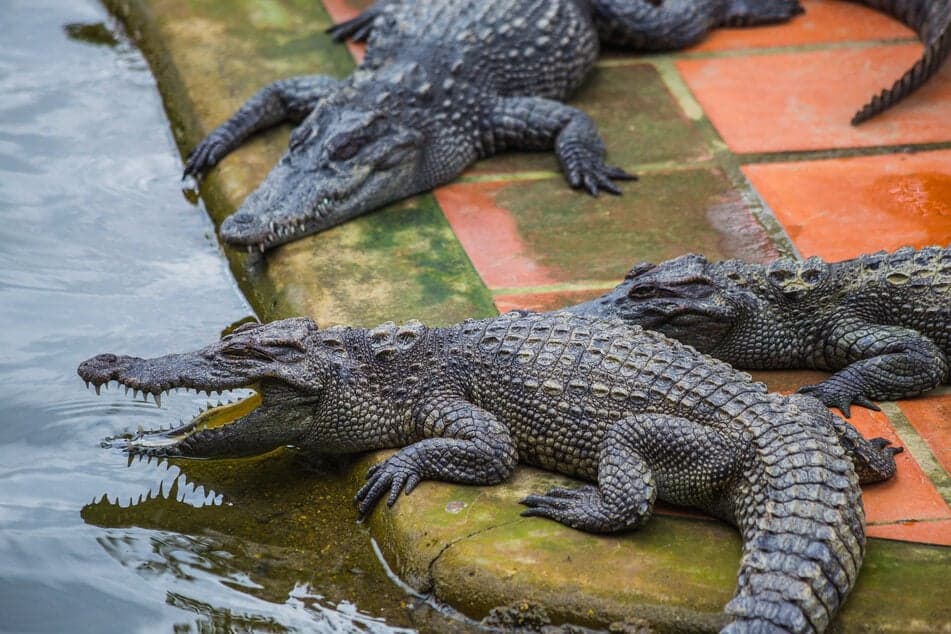 British Child’s Family Reports on His Condition After Crocodile Incident