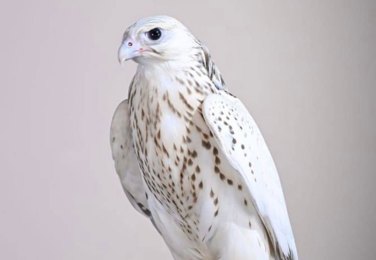 Abu Dhabi Falcon Auction Price
