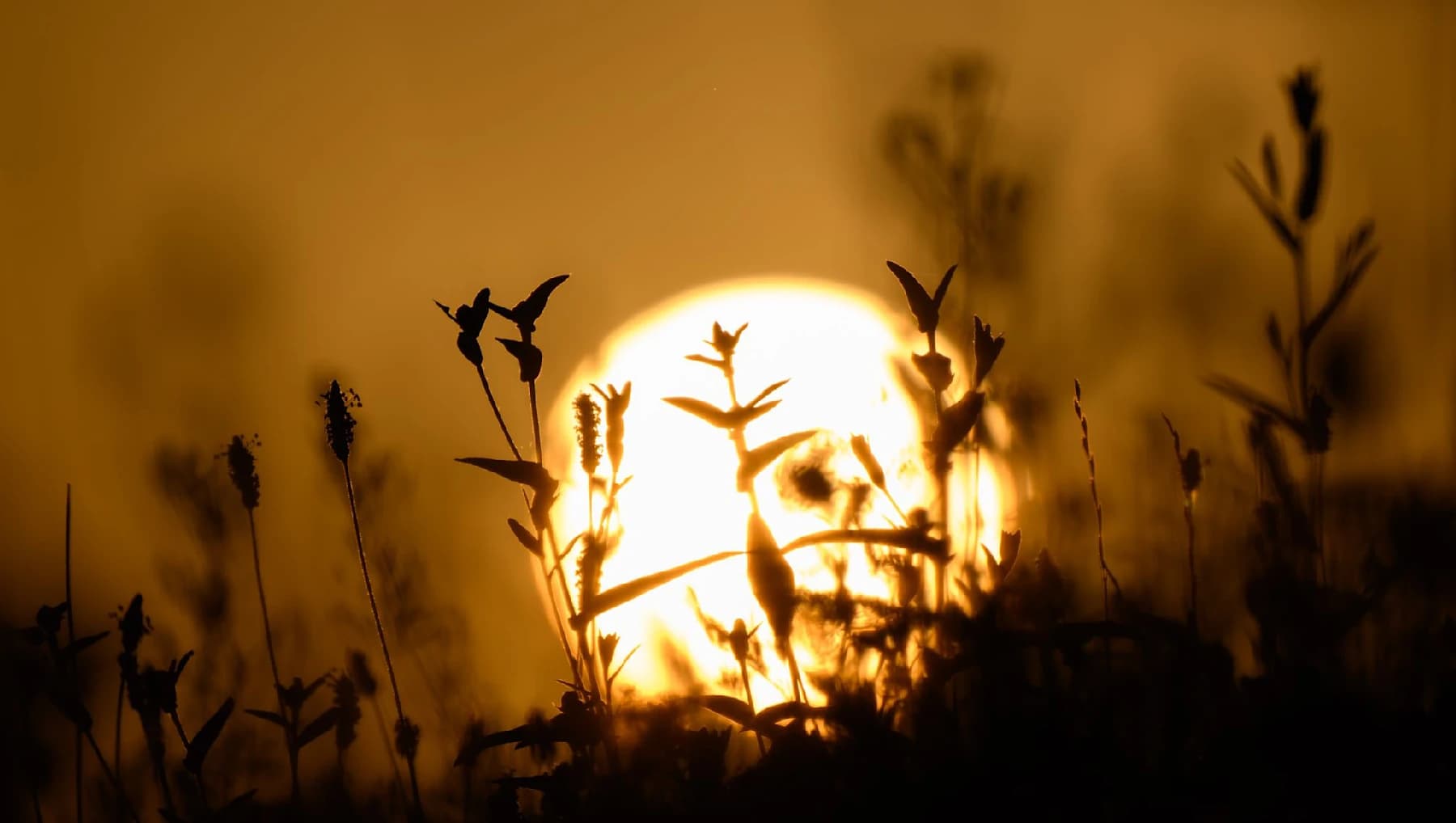 Germany Faces Peak Heatwave and Storms