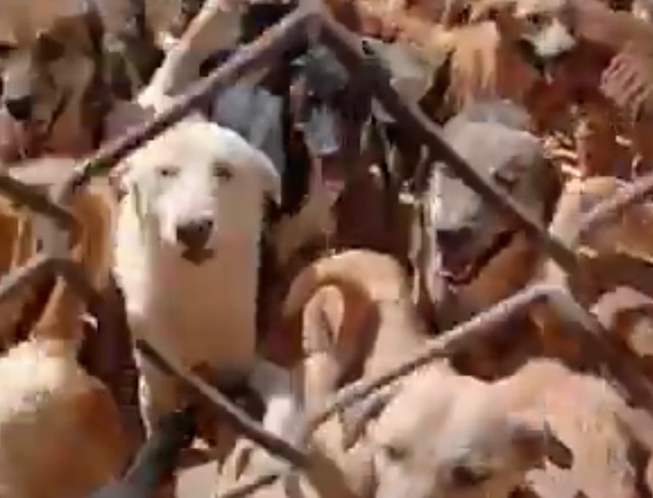 Syria Cares for Damascus Street Dogs
