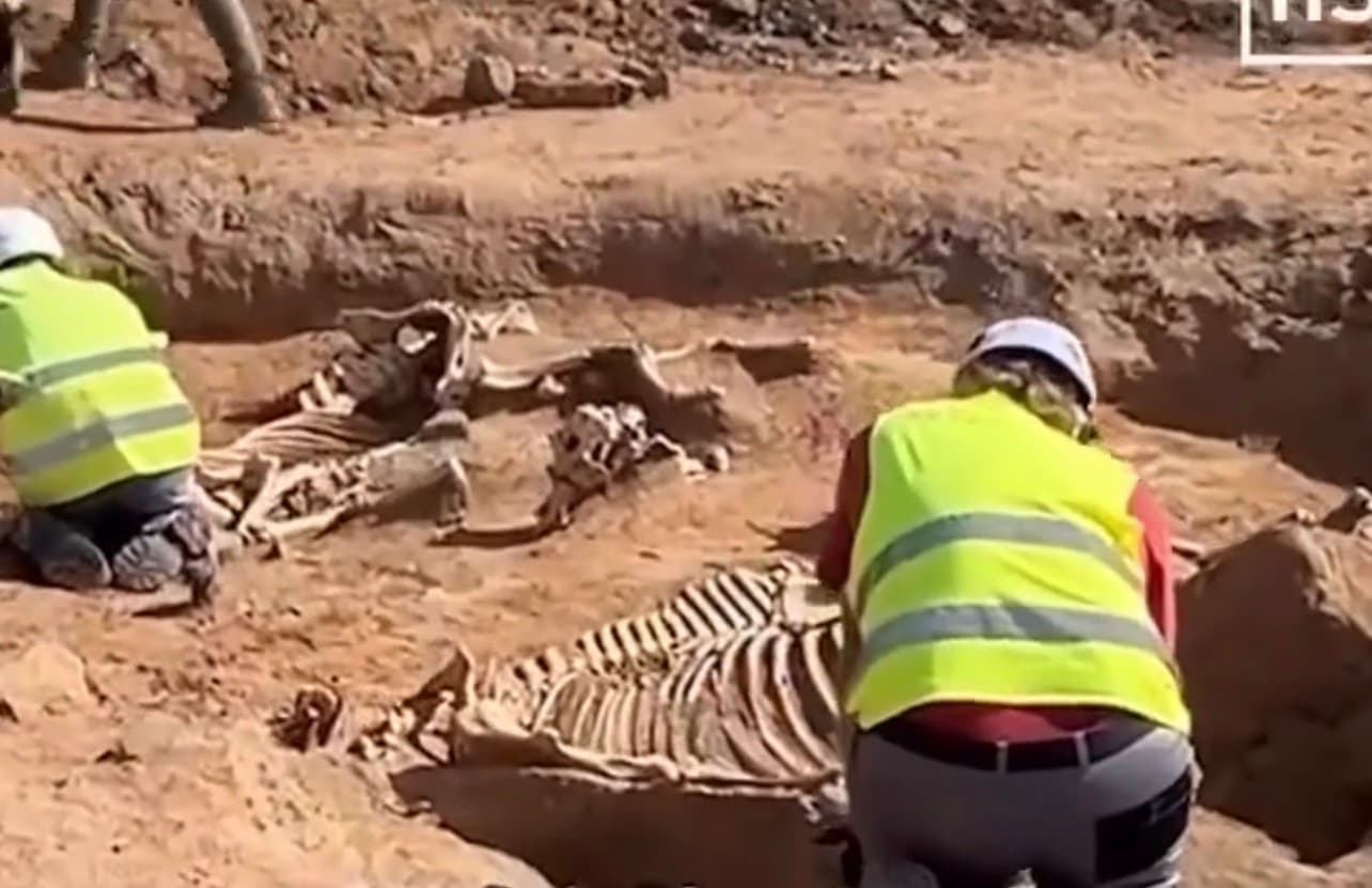Germany uncovers stacked horse skeletons