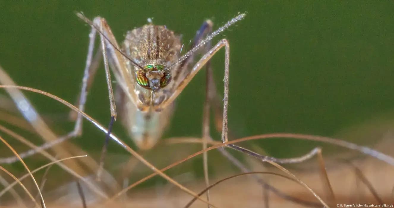 Deutsche Welle: Virus from Africa to Germany