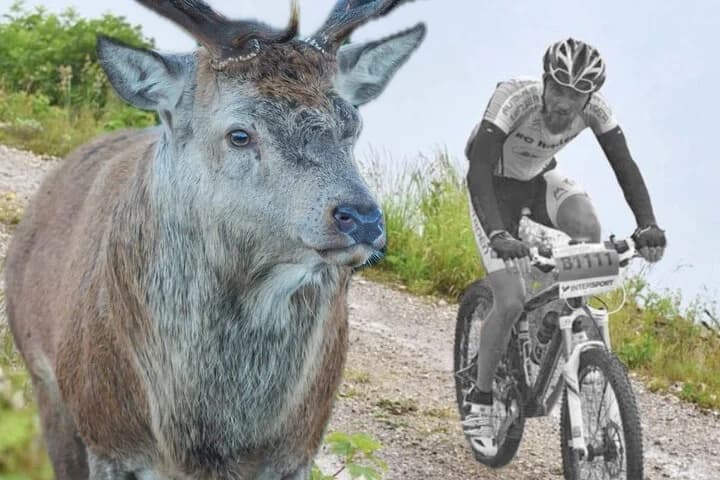 Gazelle causes cyclist's death during mountain ride
