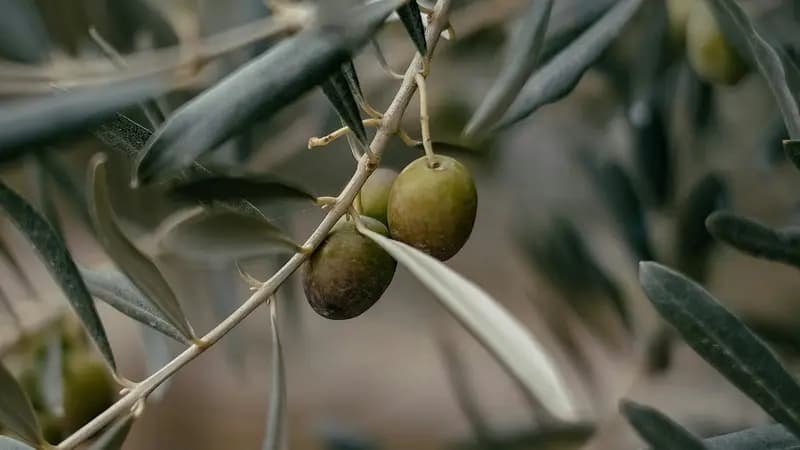 الجيش الإسرائيلي يسمح لعمال سوريين بجنوب لبنان بقطاف الزيتون