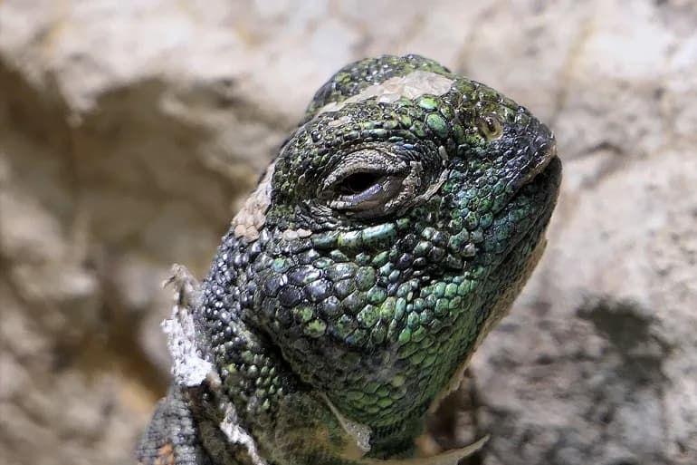 Why are Oman Chameleons being targeted