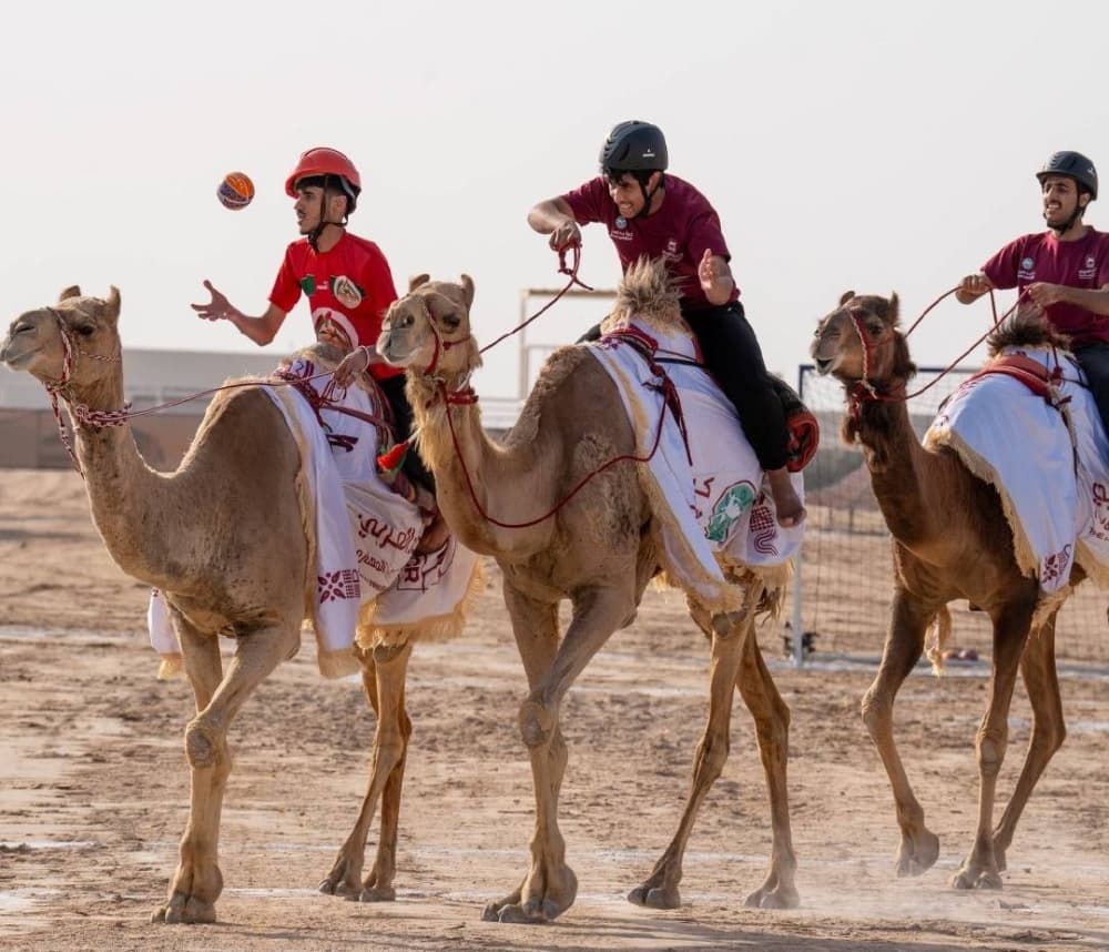 قطر دفعت الهجن نحو الحوكمة والتطوير