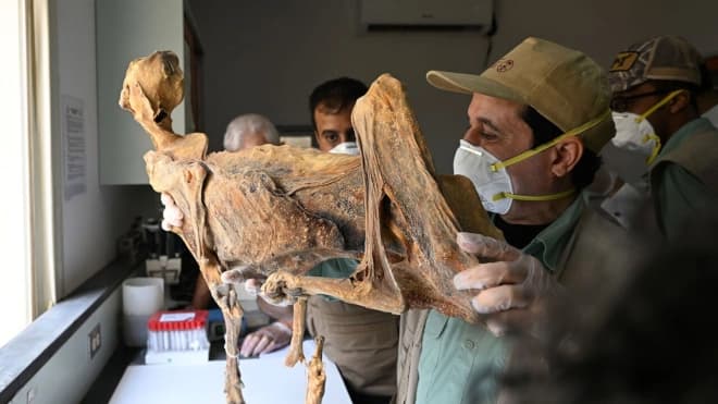 Cheetah lineages uncover Saudi history