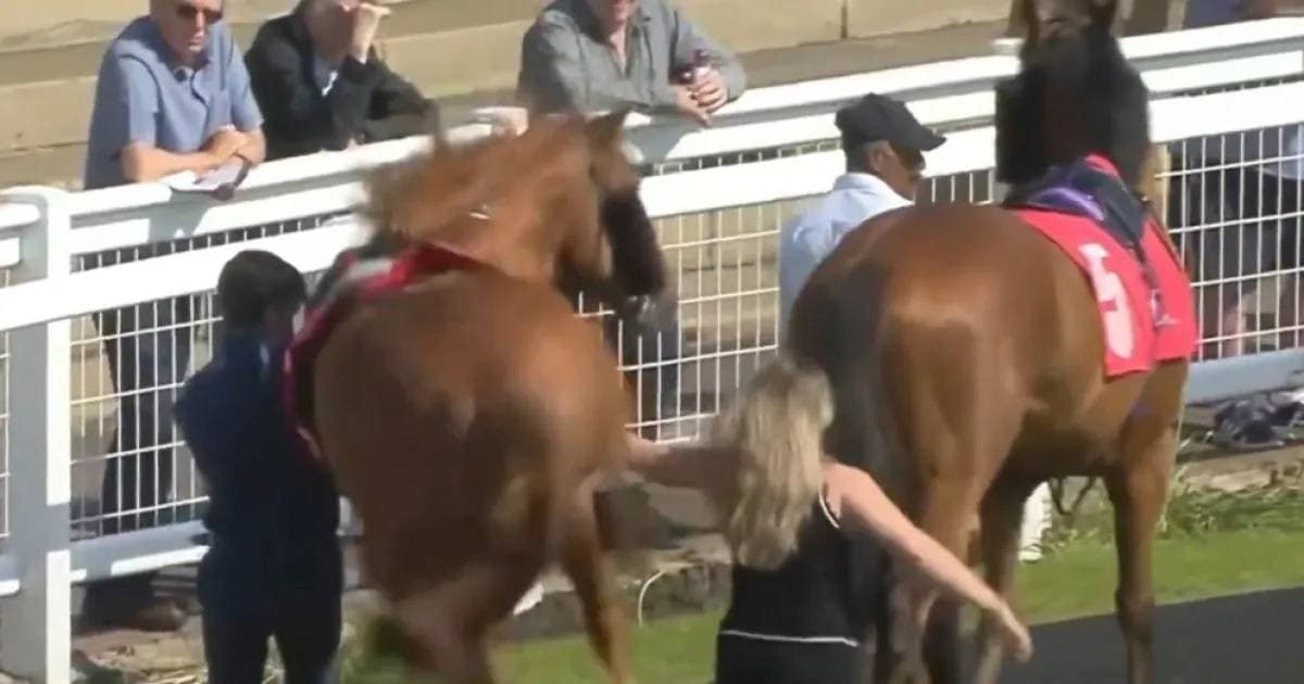 Racehorse kicks mare trainer at Redcar