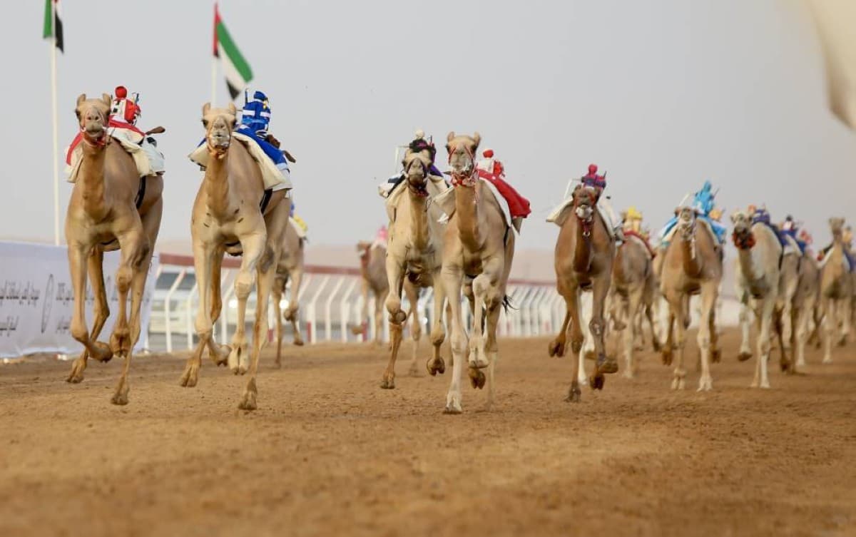 Al Ain Camel Racing Festival Begins Tomorrow