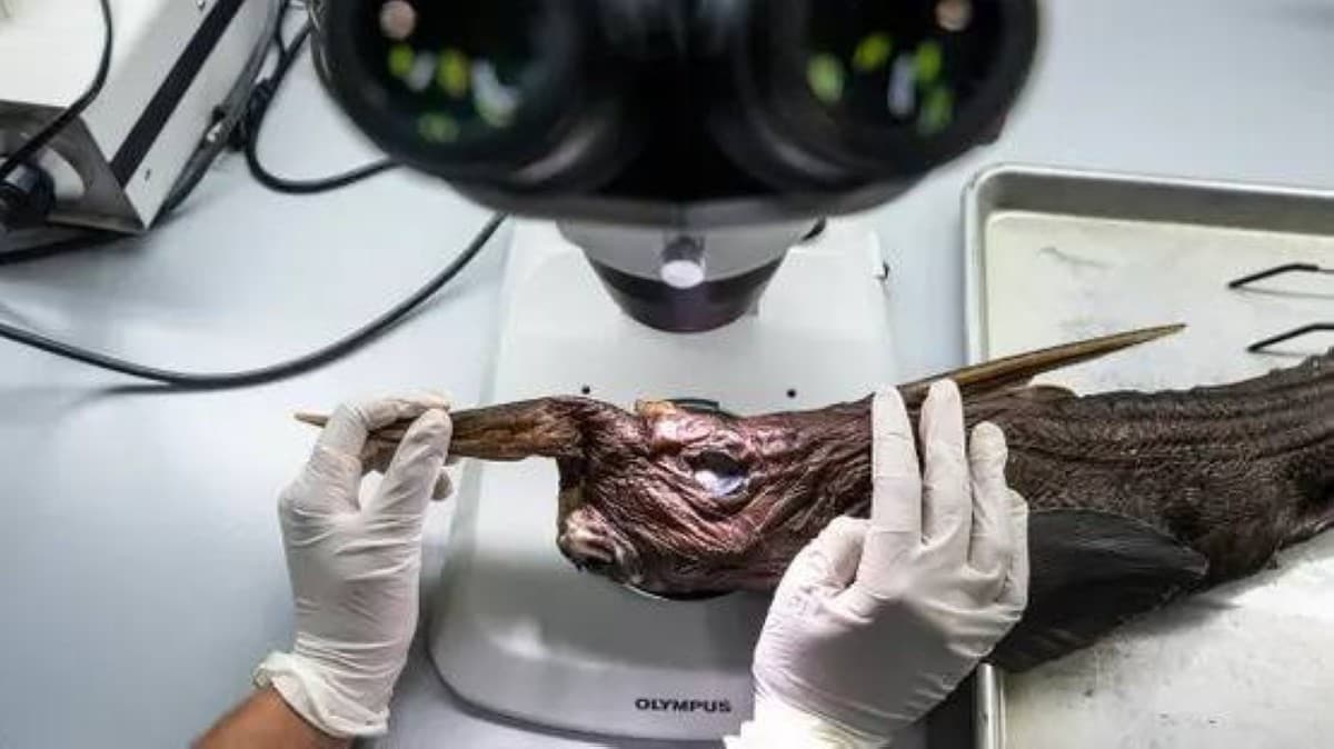 New ghost shark species found in Costa Rica