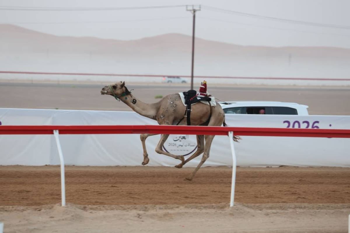 Al-Noor and Al-Muttahid Lead 'Thaniya' Competitions at the Al-Ain Camel Races Festival