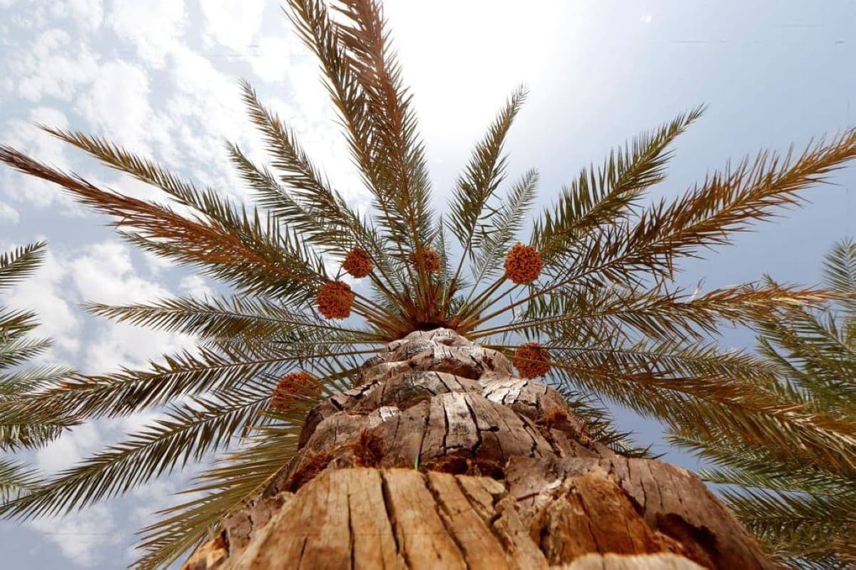 Abu Dhabi Heritage Begins Date Variety Study