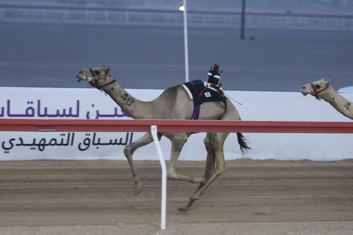 Zakhir triumphs in Al-Haqaayid race at Al-Ain Camel Festival