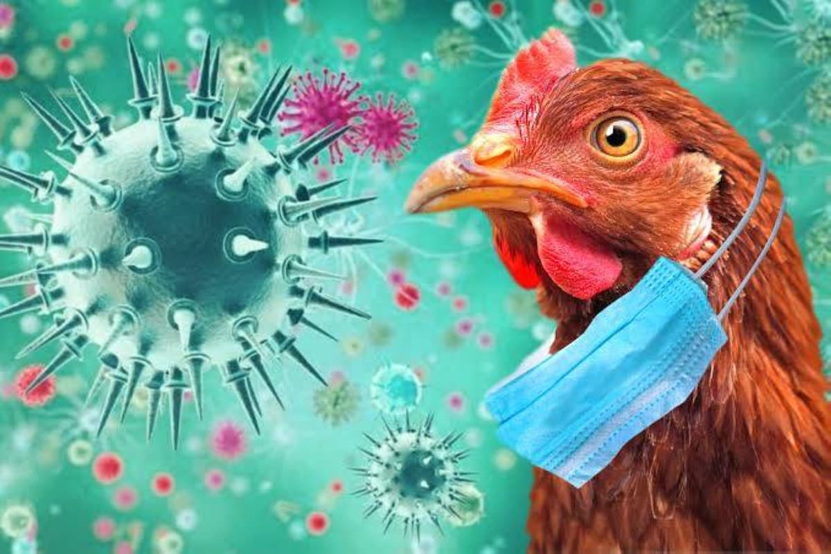 Bird flu spreads quickly in Australia