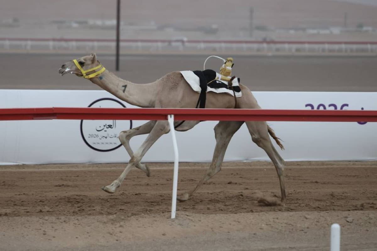 Self wins first heats in Al-Luqaya at Al-Ain Camel Festival
