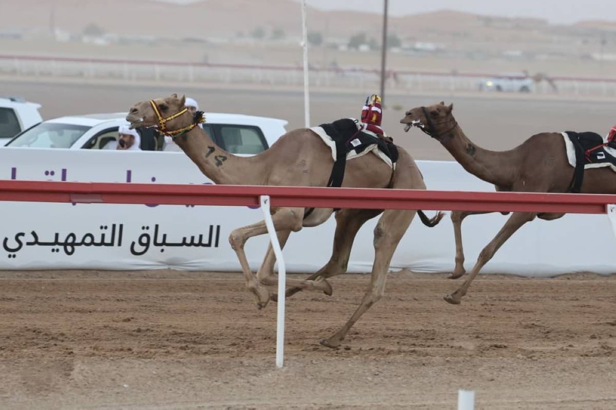 Farah tops initial 'Eedad' heats at Al Ain Camel Festival
