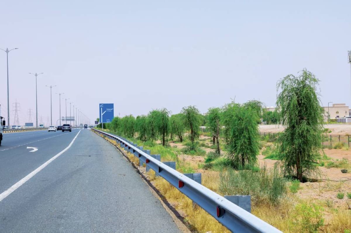 Al Ghaff windbreaks in Al Ain