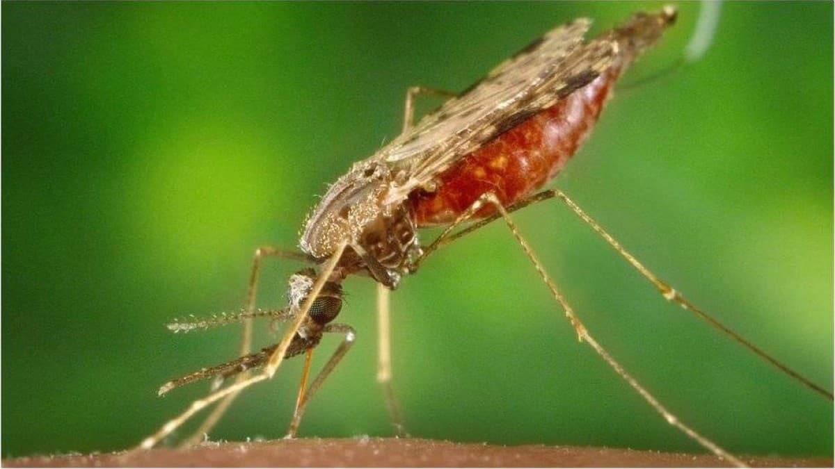 Malaria Causes Fatalities at Frankfurt Airport