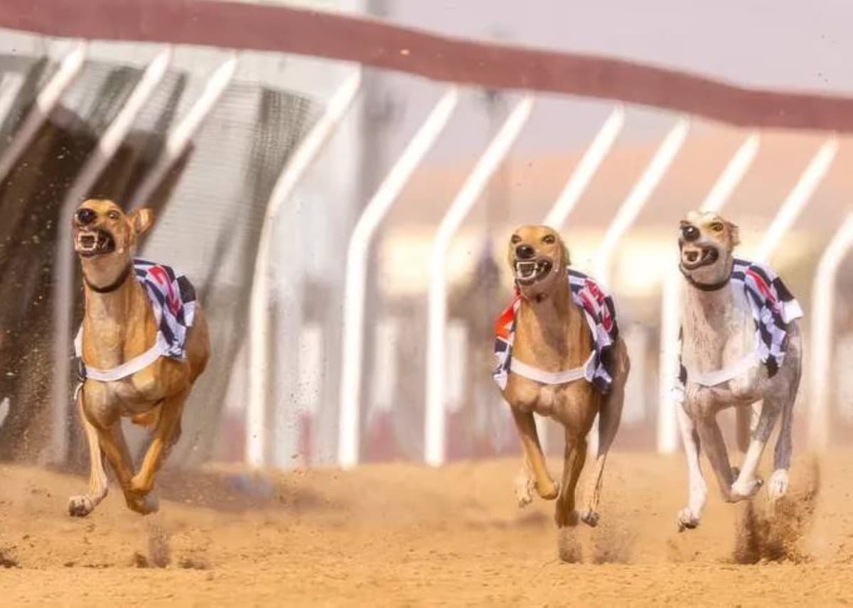 Abu Dhabi Hosts First Arab Saluki Championship