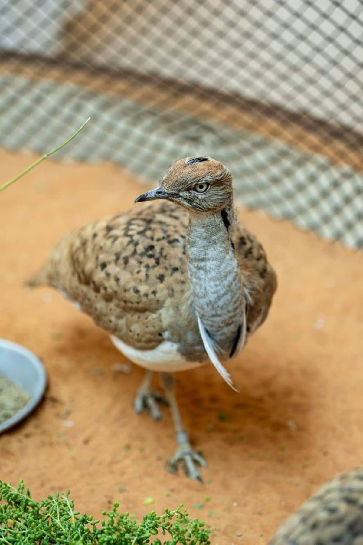 Houbara Fund and Ektar Boost Conservation Ties
