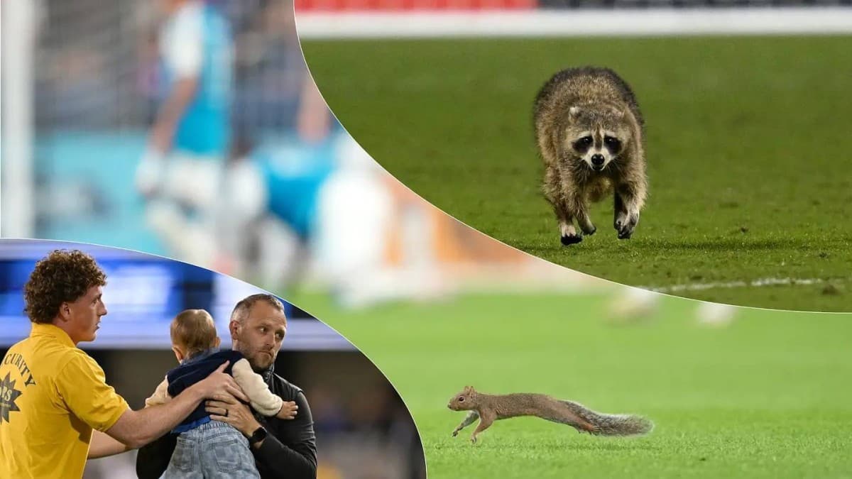 Squirrel disrupts American league game